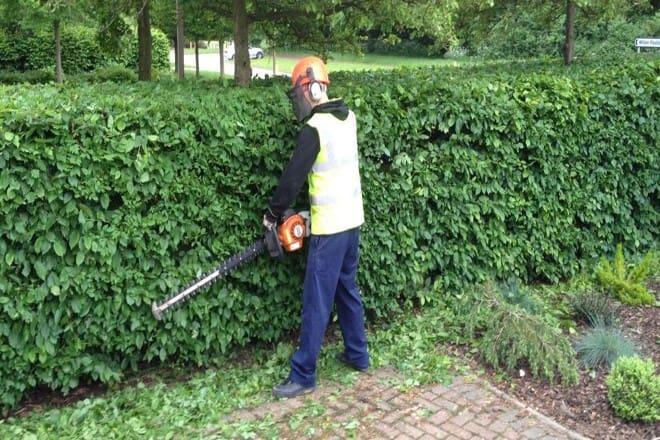 Hedge