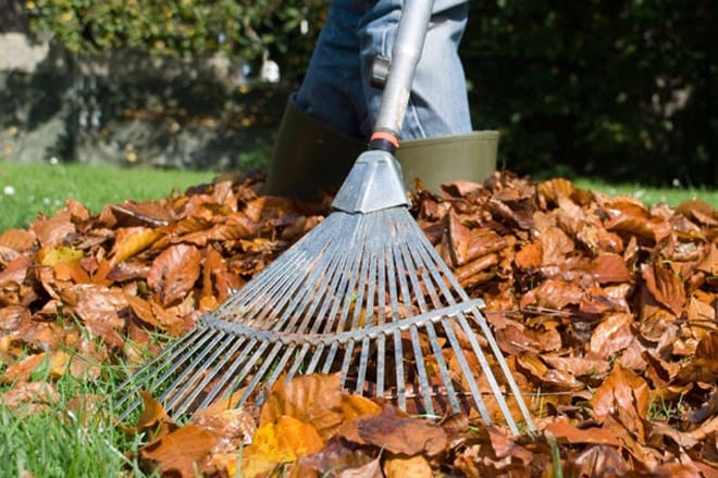 leaves-and-rake